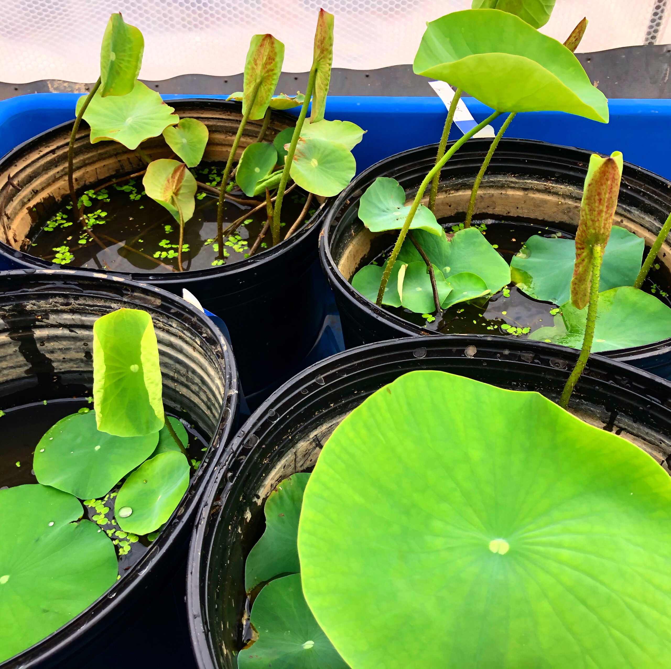 ハスの生育について | やまもと農園