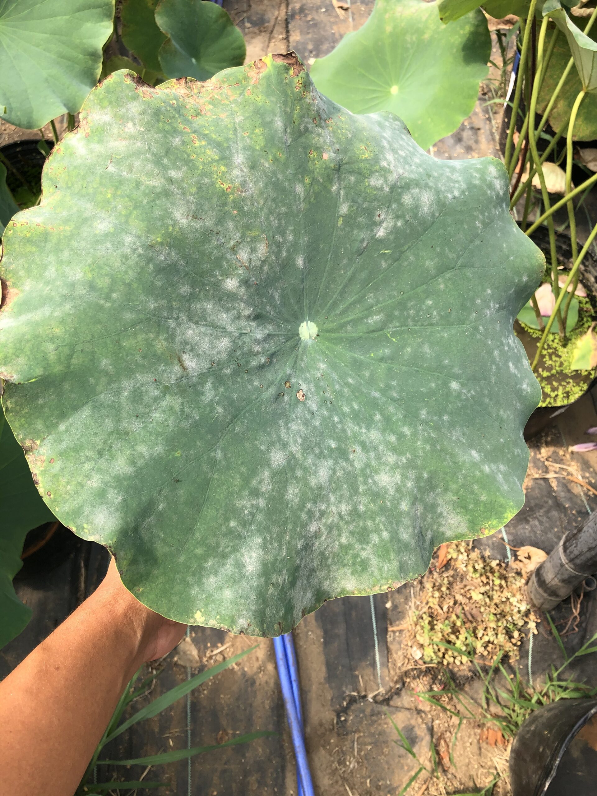 ハスの病気について やまもと農園