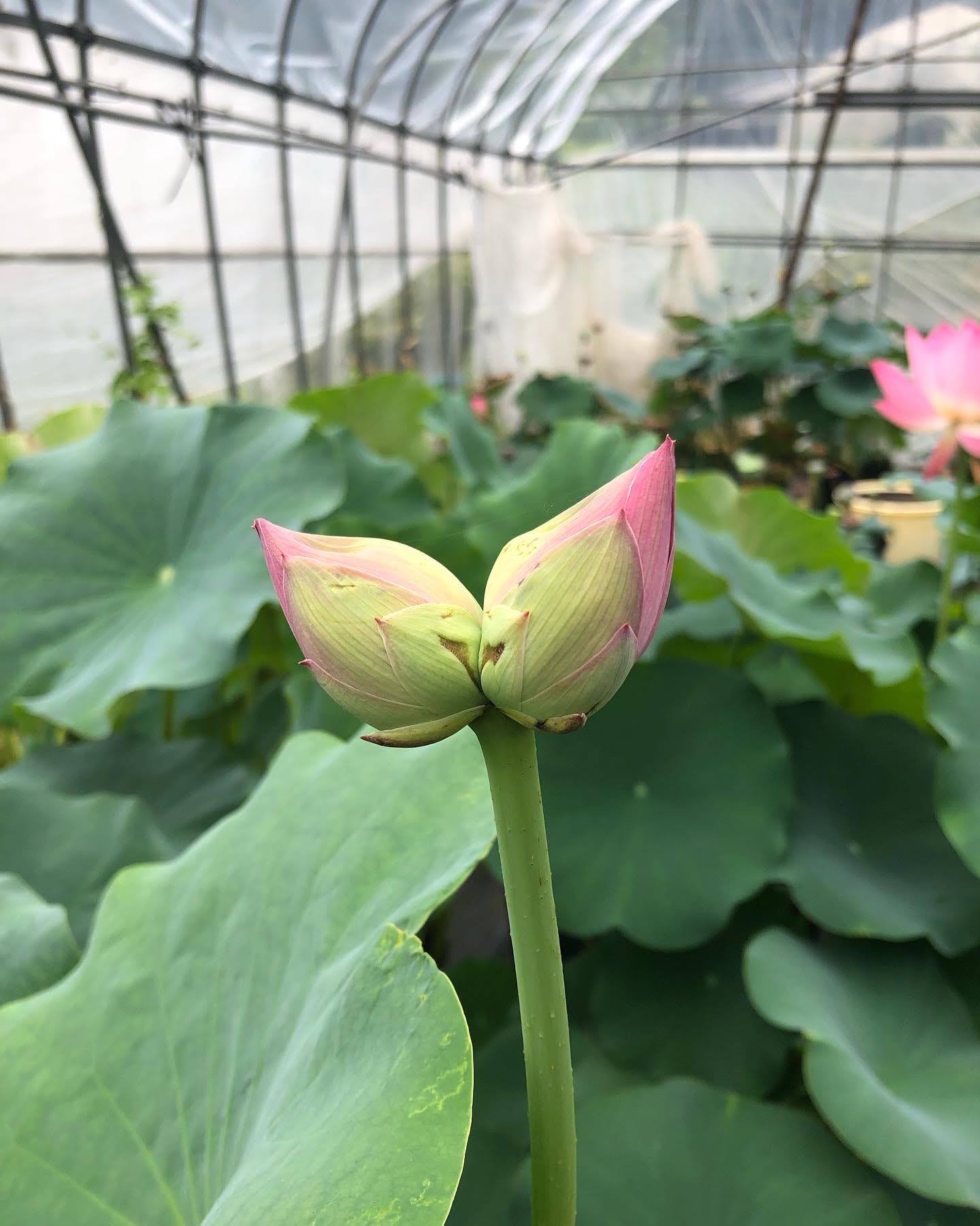 双頭蓮を確認!! | やまもと農園 双頭蓮を確認!! | やまもと農園