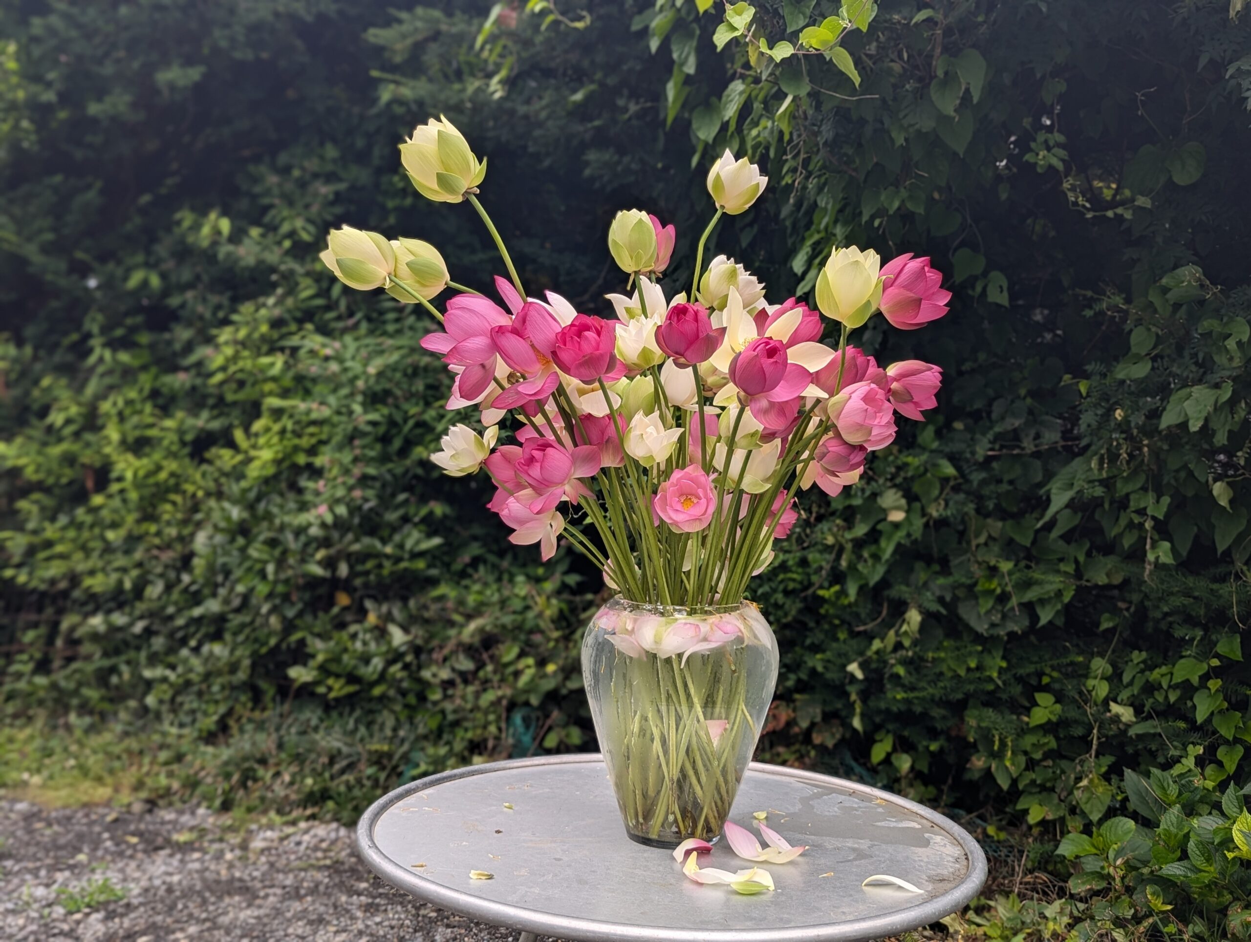 蓮の花50本を生けました | やまもと農園