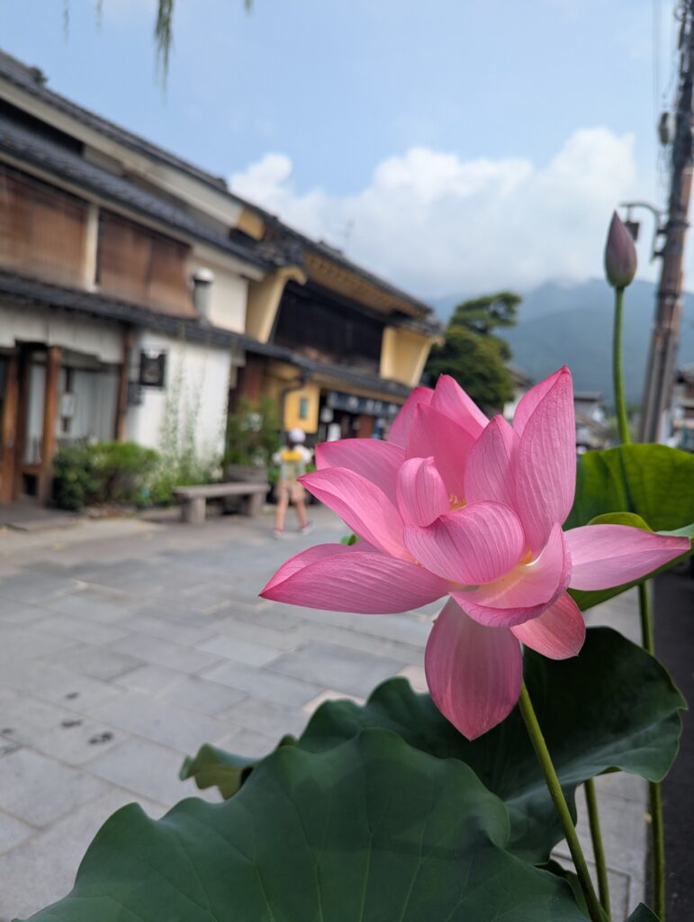蓮のレンタルが始まりました | やまもと農園