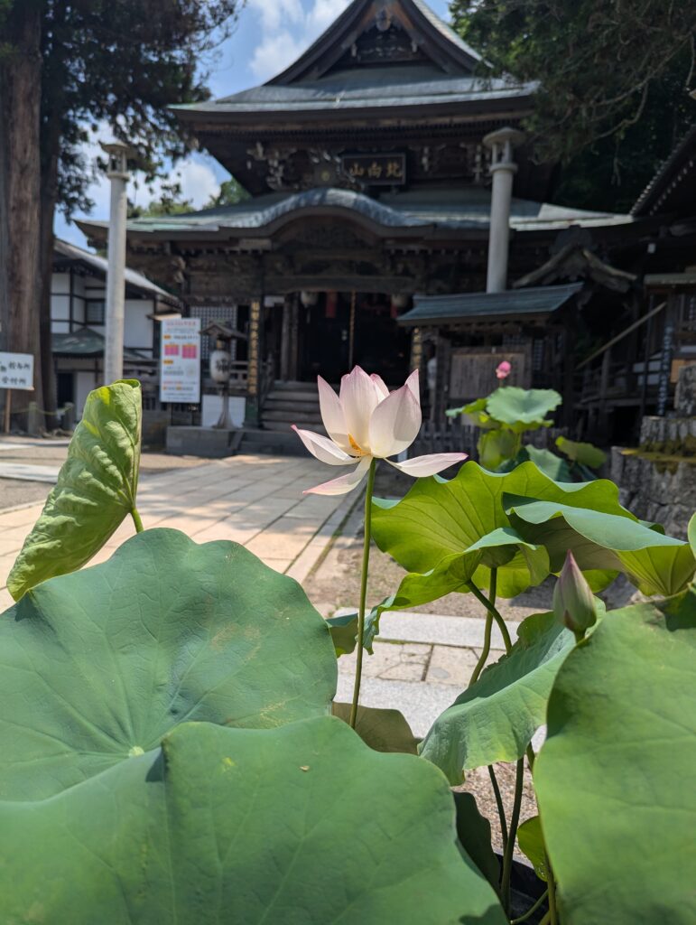 蓮のレンタルが始まりました | やまもと農園