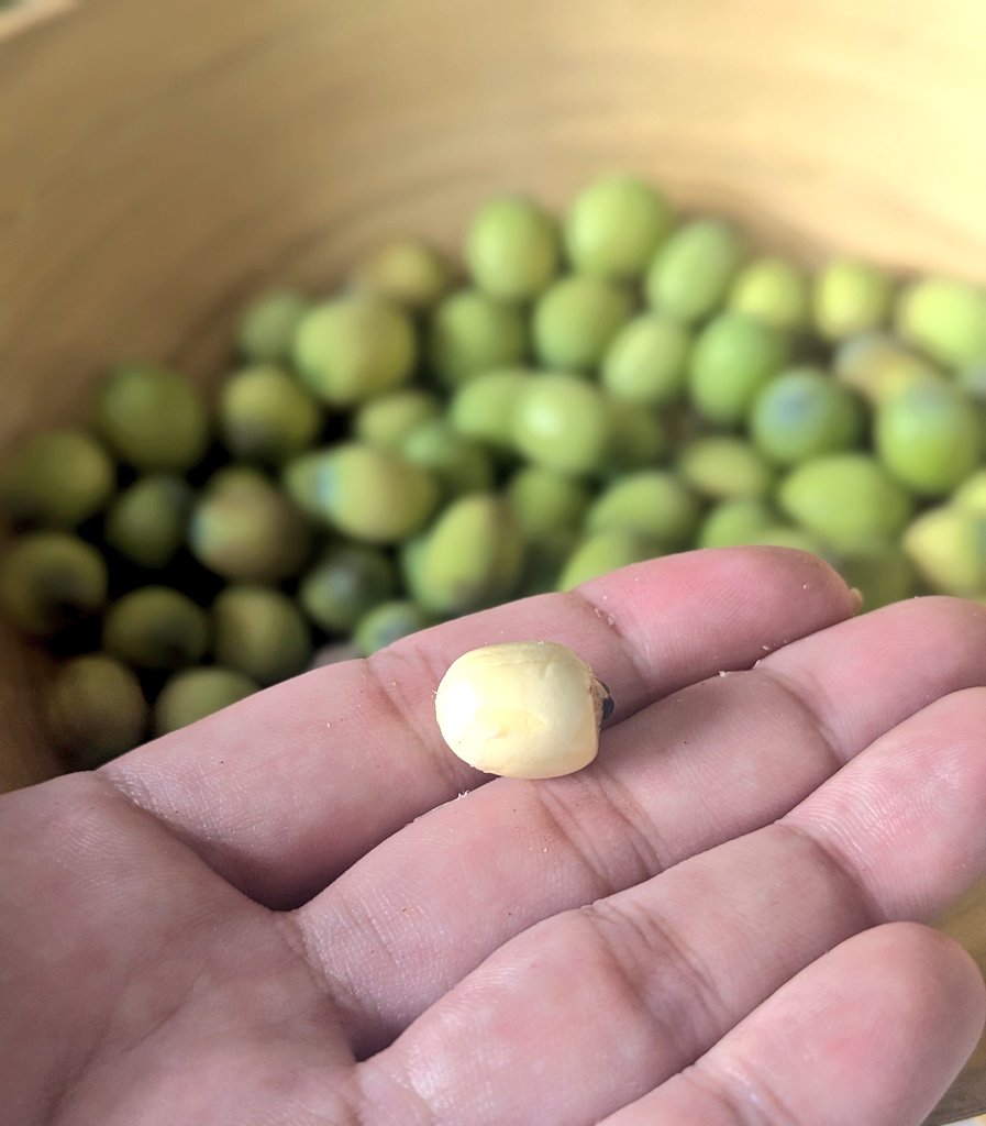 蓮の実を収穫しました | やまもと農園